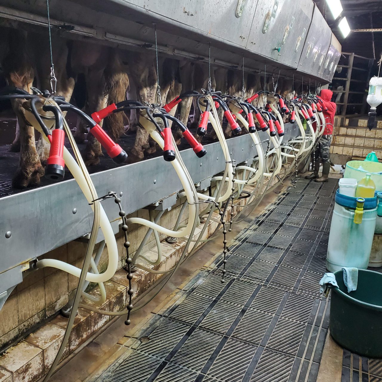 BECO Dairy Automation Inc. Eliminating Restrictions