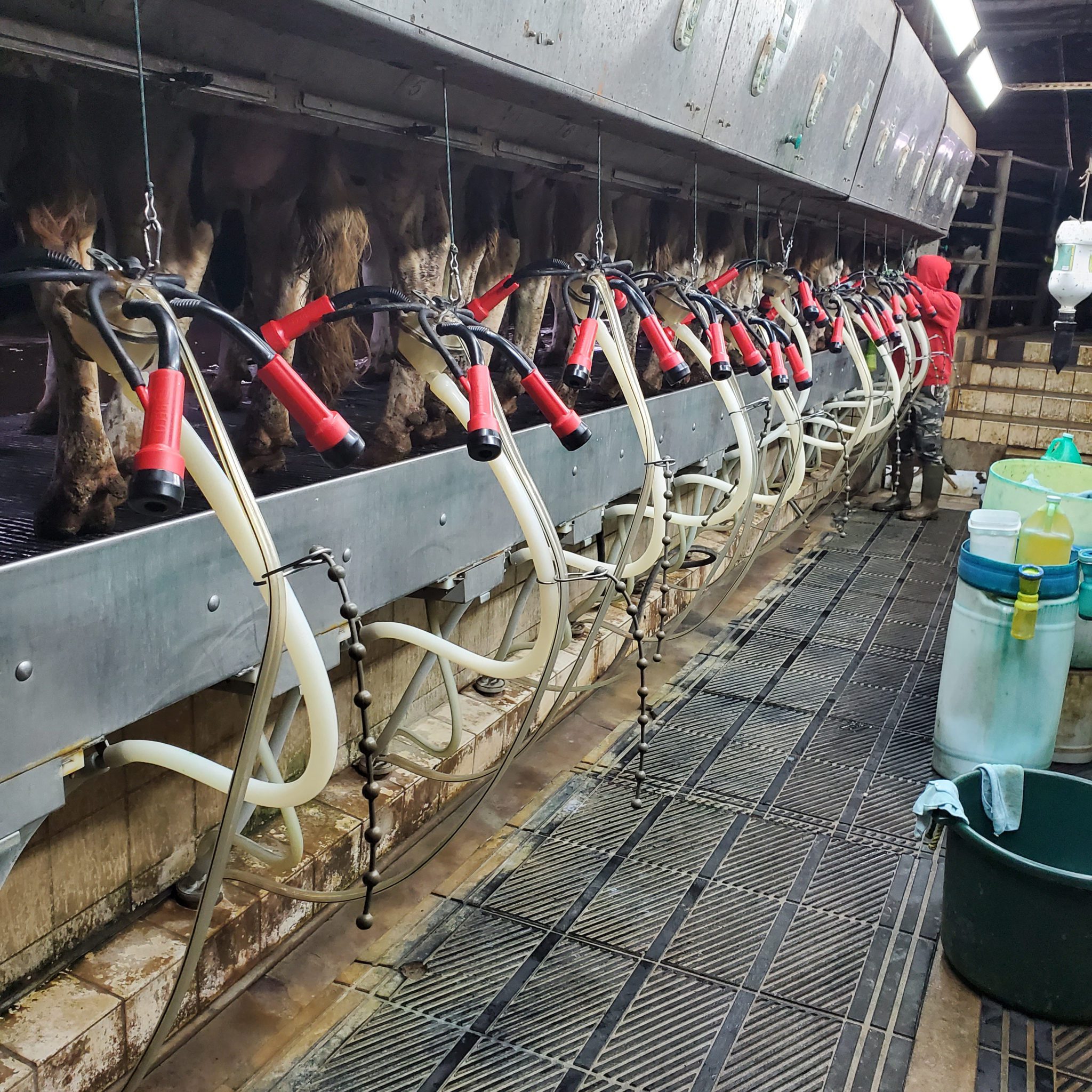 BECO Dairy Automation Inc. Eliminating Restrictions