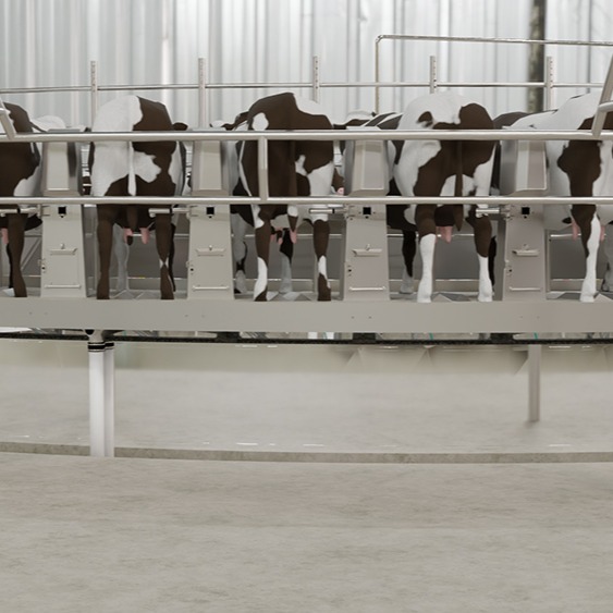 square-shot-with-cows-2 wide-shot-with-cows